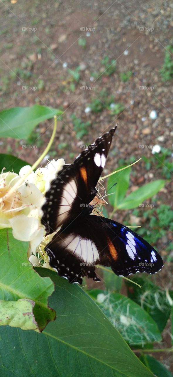 beautiful butterfly perched on a guava flower