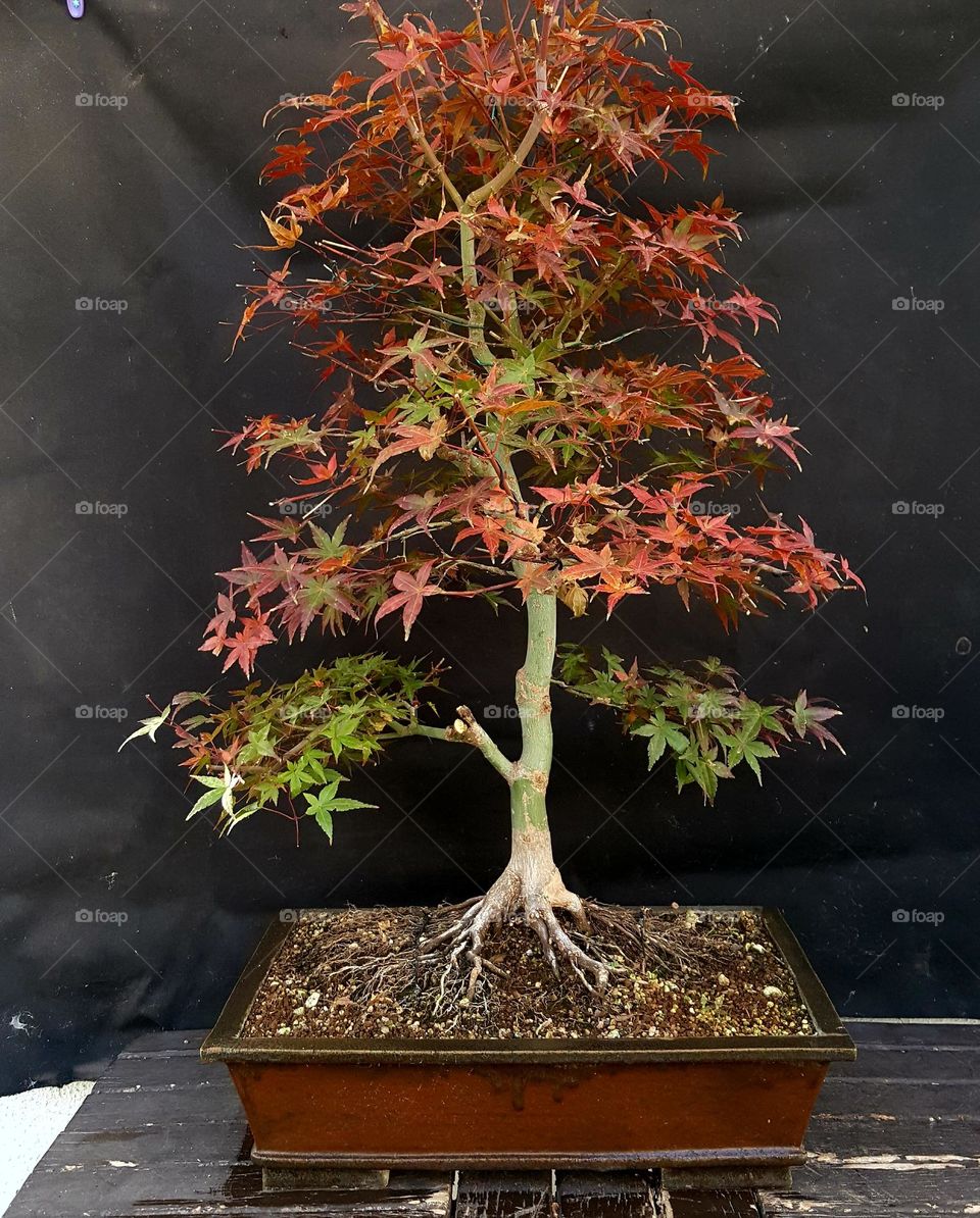 acer bonsai tree