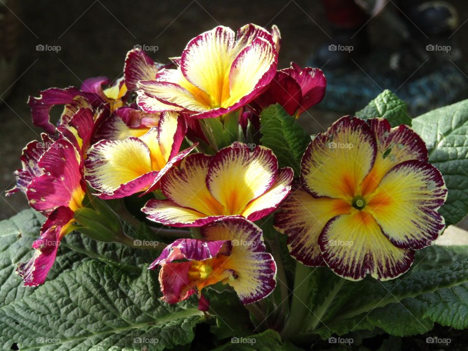 yellow and purple primroses