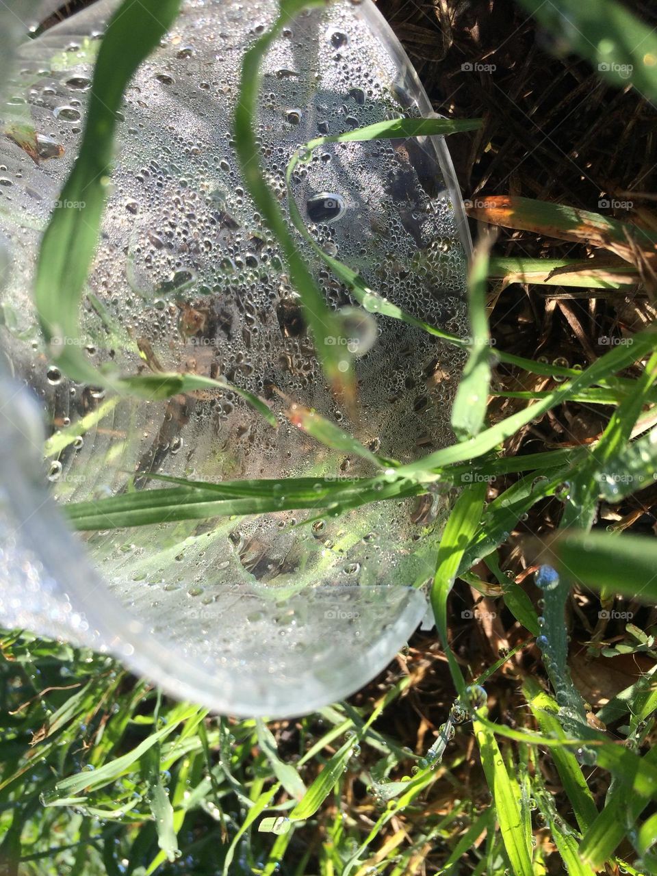 Water Droplets In A Disposable Cup