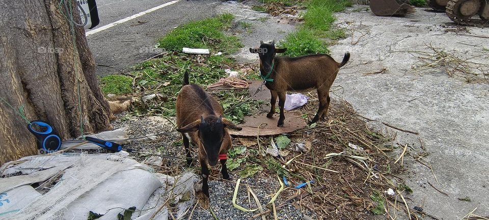 goats on the street in a village in taiwn.