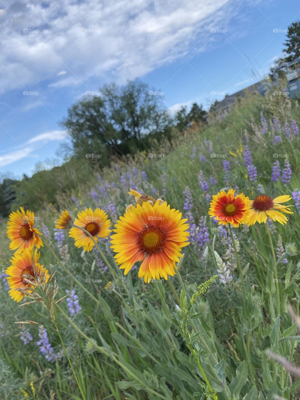 Wildflowers in a peaceful meadow. 