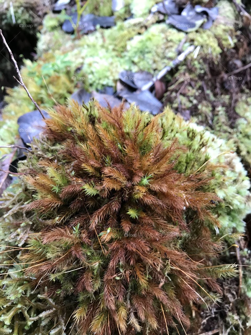 Beautiful Green & Brown forest moss. Hawaii Forest Moss. 