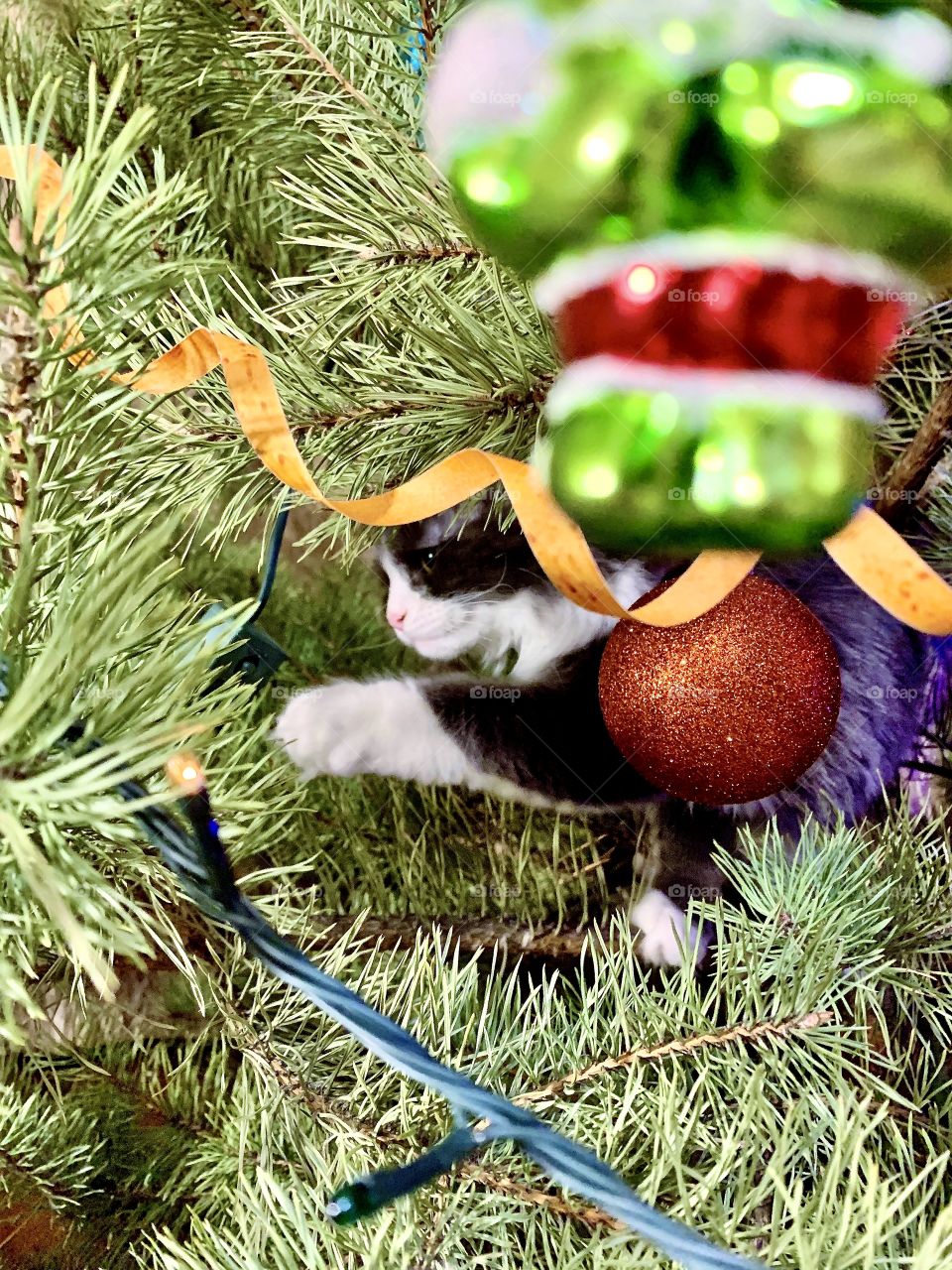 Kitten stuck on a Christmas tree and touches a foot with fir needles