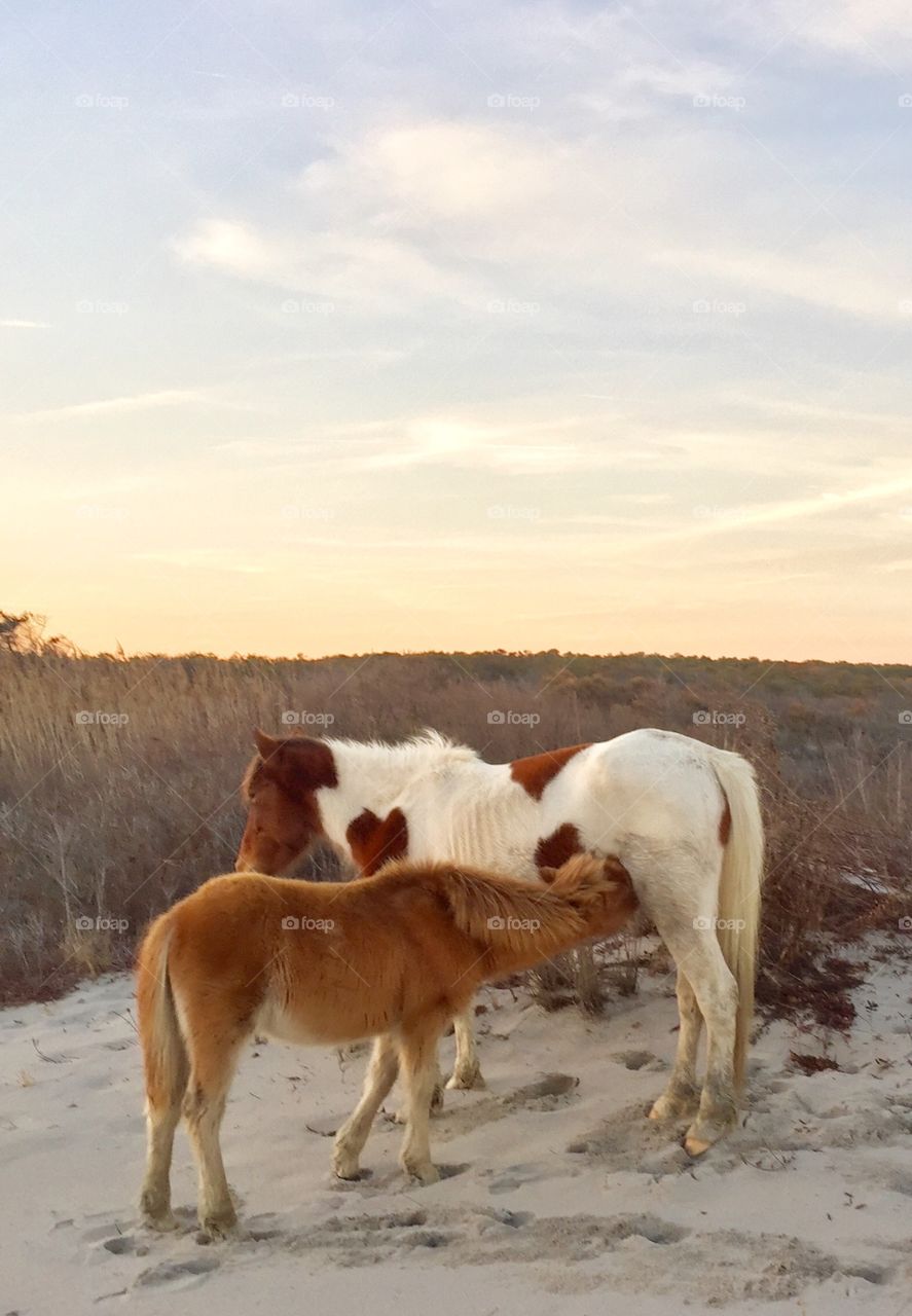 Nursing horses