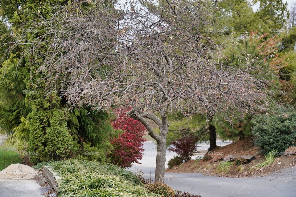a beautiful tree even without its leaves