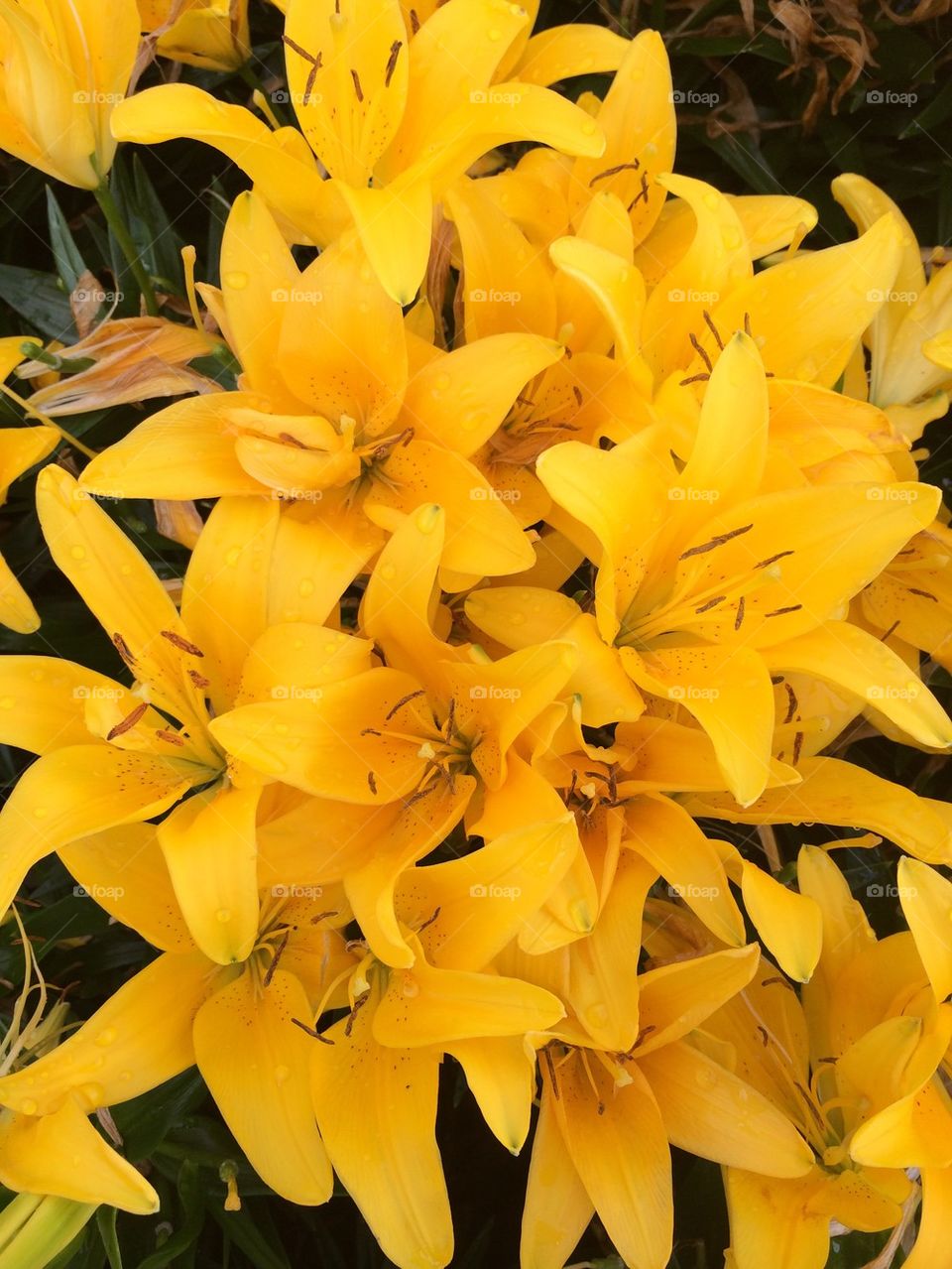 Yellow lilies