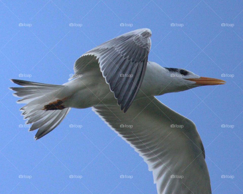 Gull. Flying over Florida. 