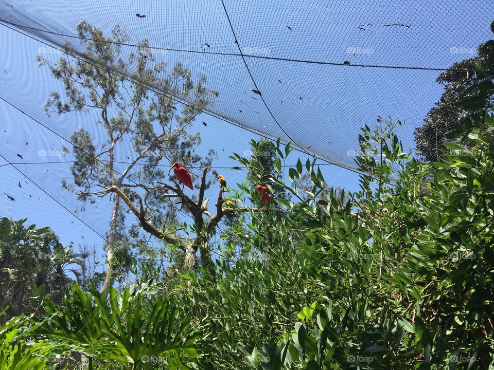 Zoológico de Santa Ana California 
Mirando unas aves rojas