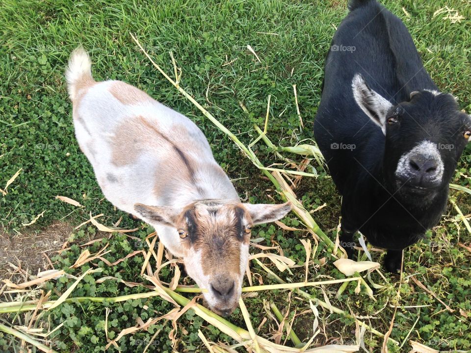 Cute goats