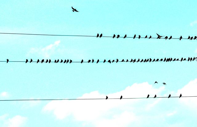 Birds on the wires