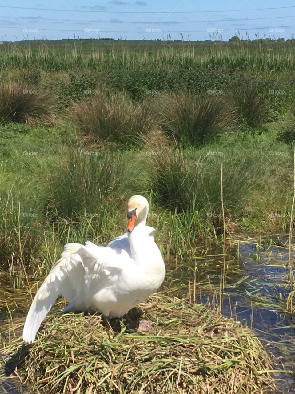 Swan opening wings on her nest on marshes 
