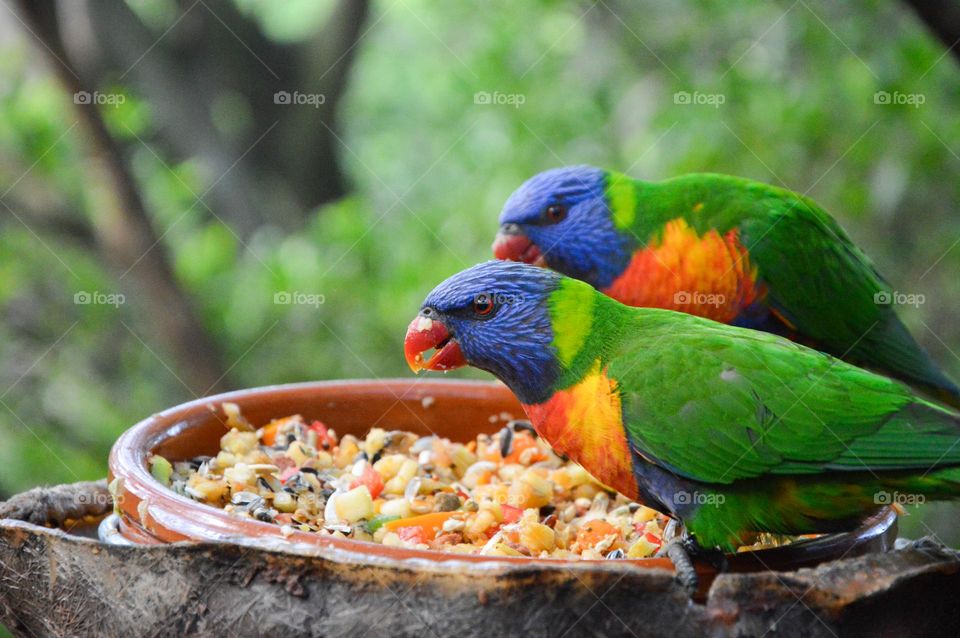Colorful birds