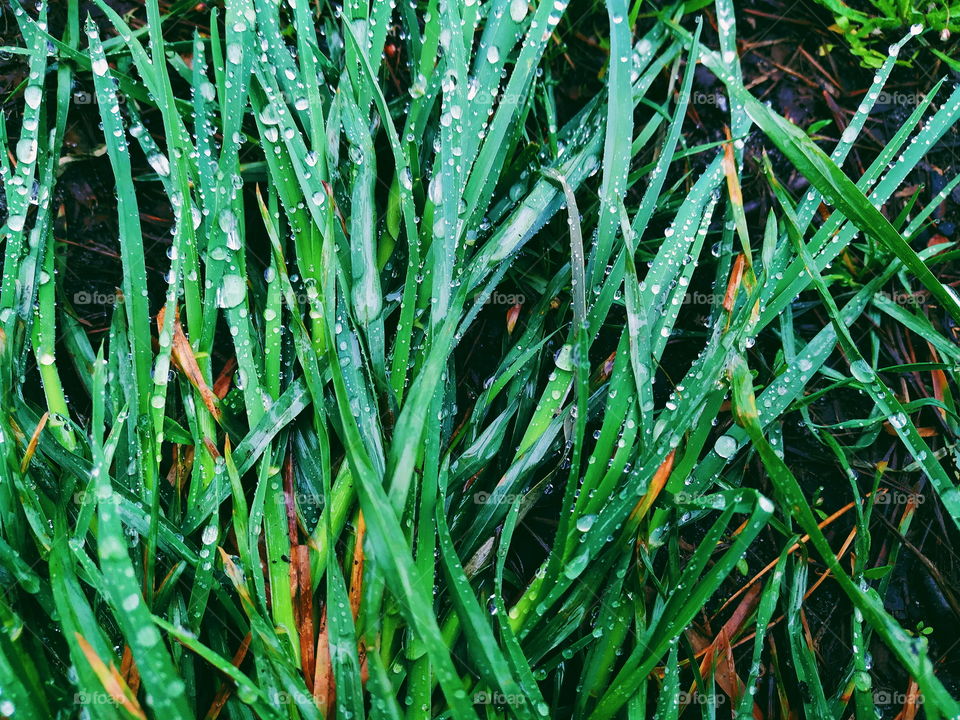 morning dew on green grass