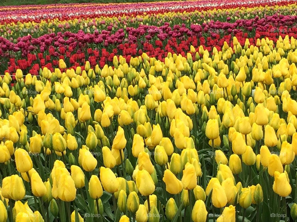 freash tulips