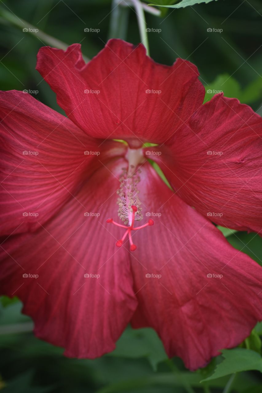 Flower, Nature, No Person, Flora, Garden