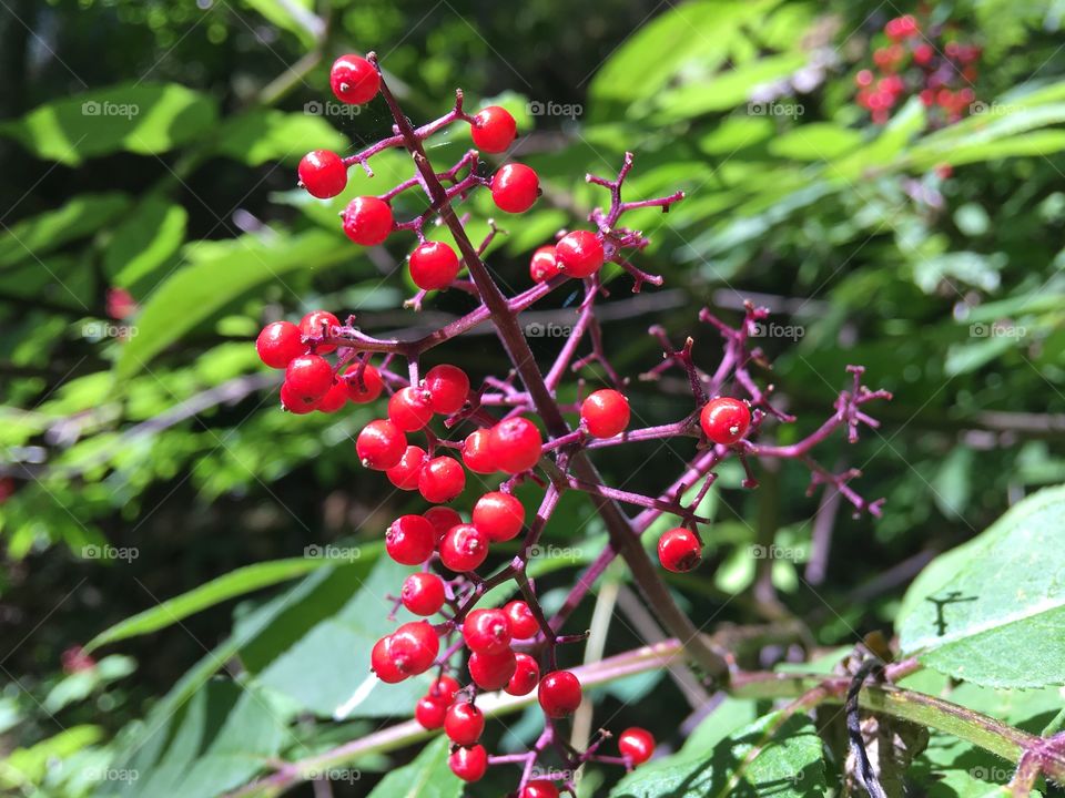 Red current berries on tree