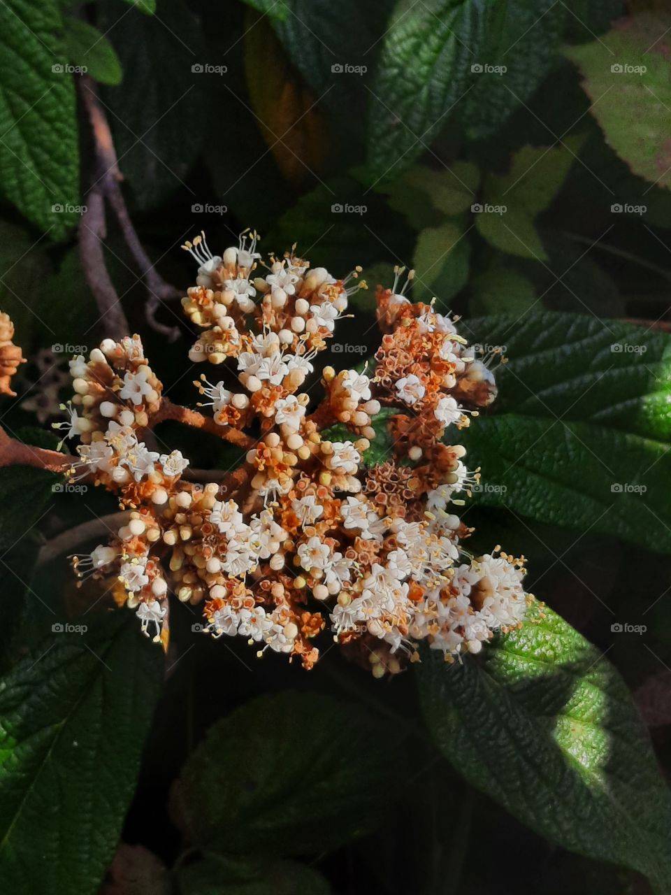 portrait of Viburnum dilatatum in sunshine