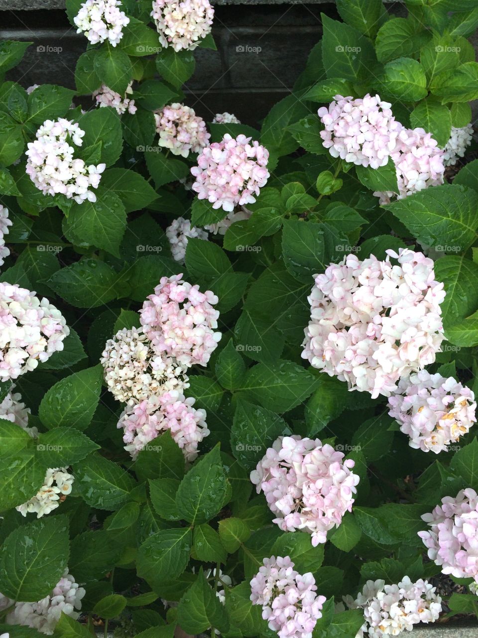 Blushing Bride Hydrangea. Taken July 2016.