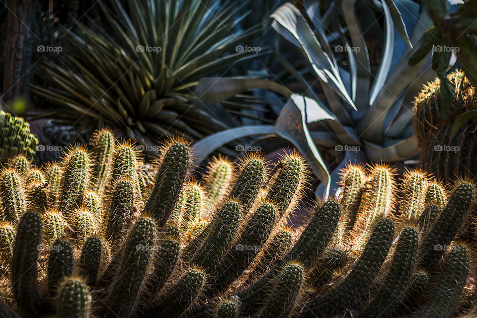 Cactus plants in tropical garden