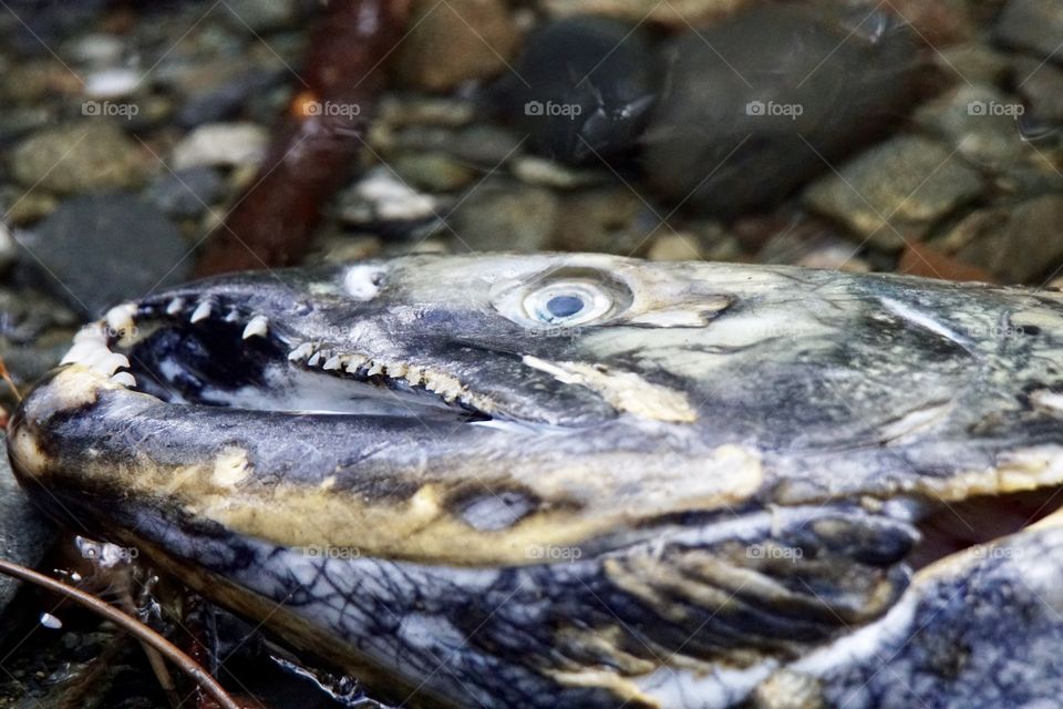 Death comes to all. Salmon spawn. GOLDSTREAM Park, Victoria. BC. Canada