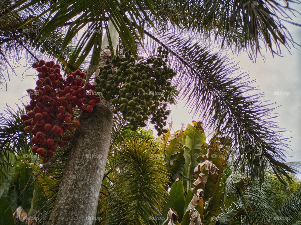 Low hanging fruit😁😫