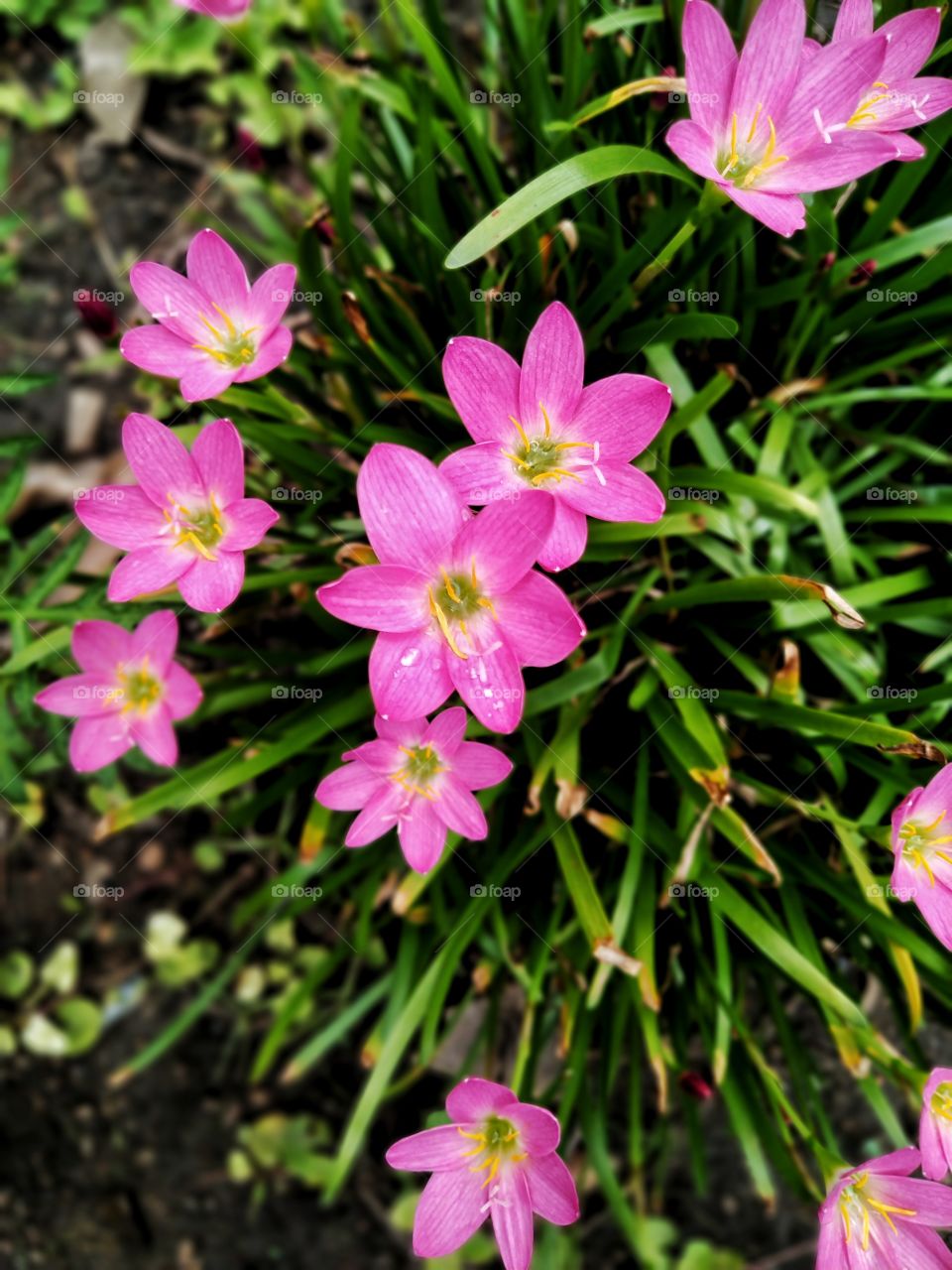 blossom from my garden