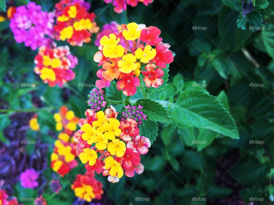Summertime flower 