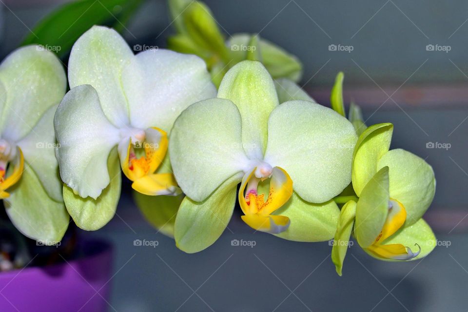 Close-up of orchid flower