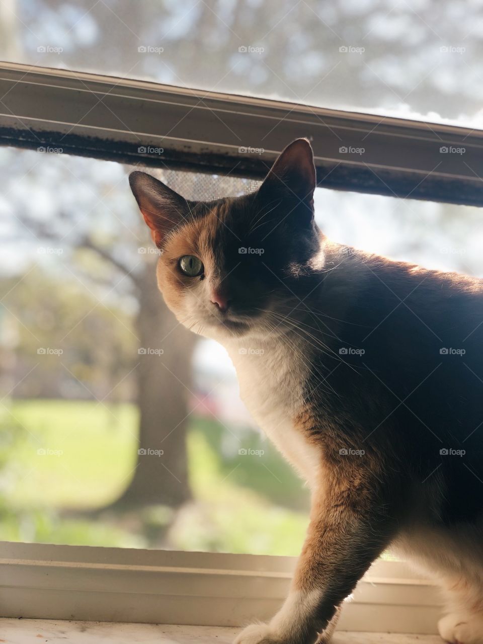 Calico Cat in Window