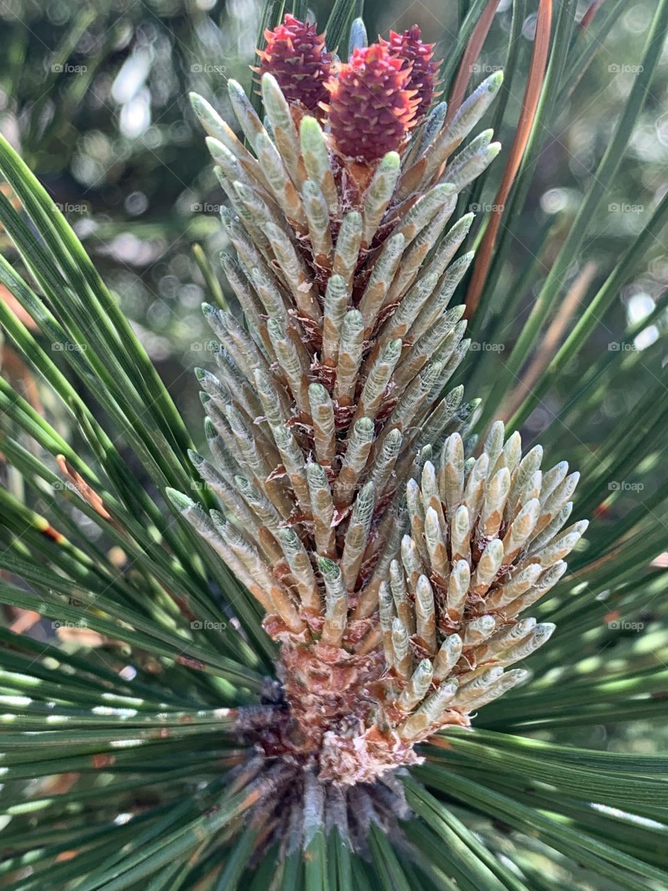 This is a pine and i took it with my iPhone xs today