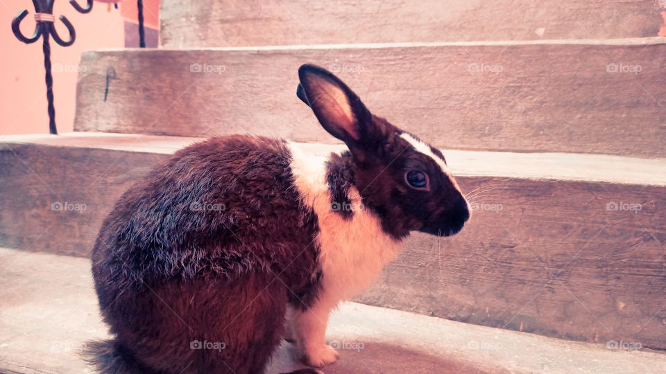 Rabbit Nice Look India