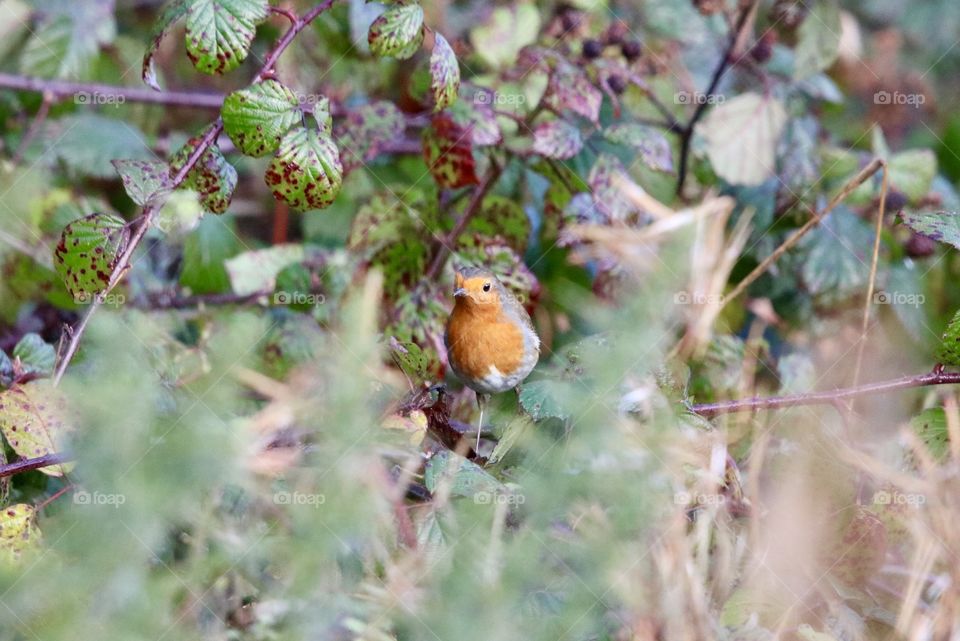Robin between the leaves