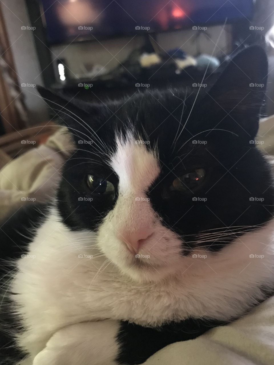 Tuxedo cat loves!