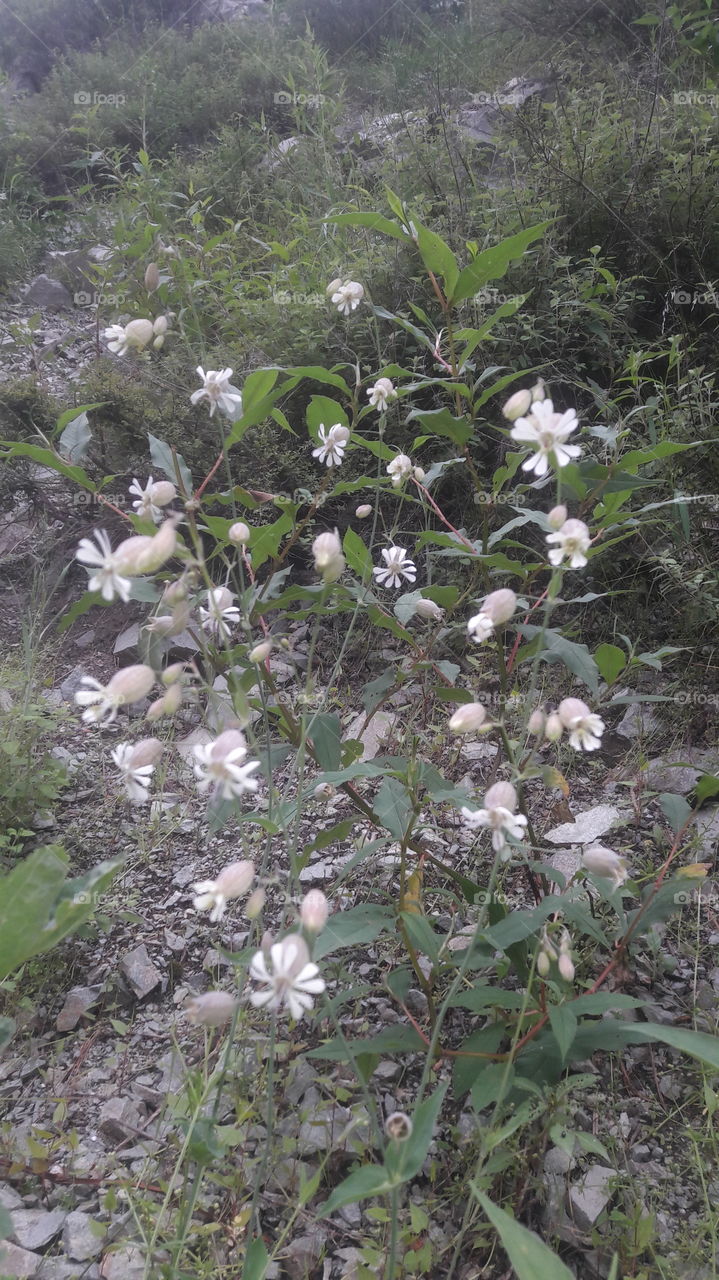Beatiful flowers at Koungwattan Aharbhal Shopian which is a good healing plant being used for healing of Knee caps...