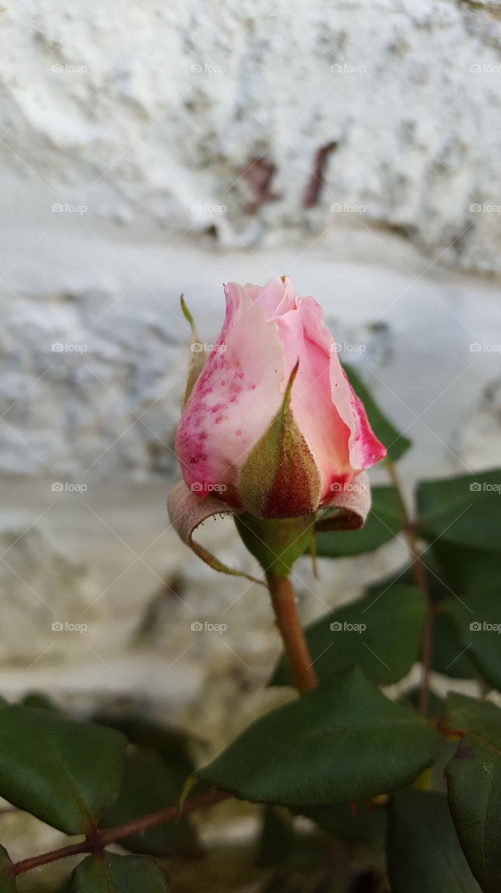 Rose bud