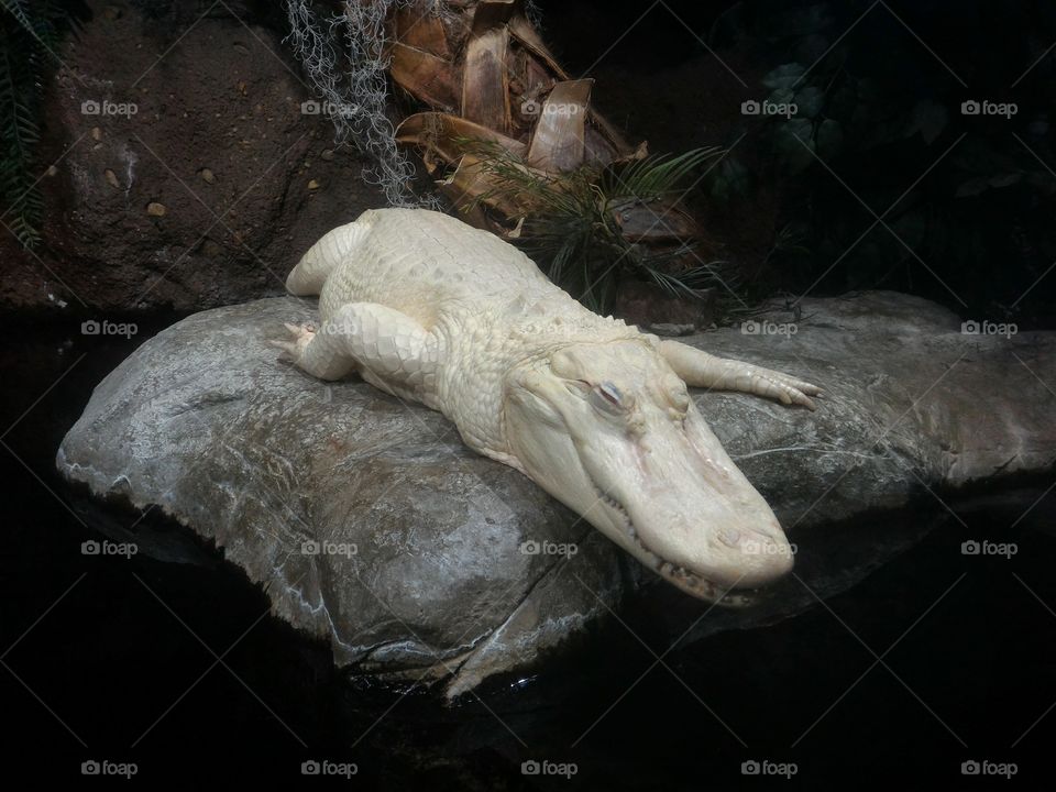 Albino Croc