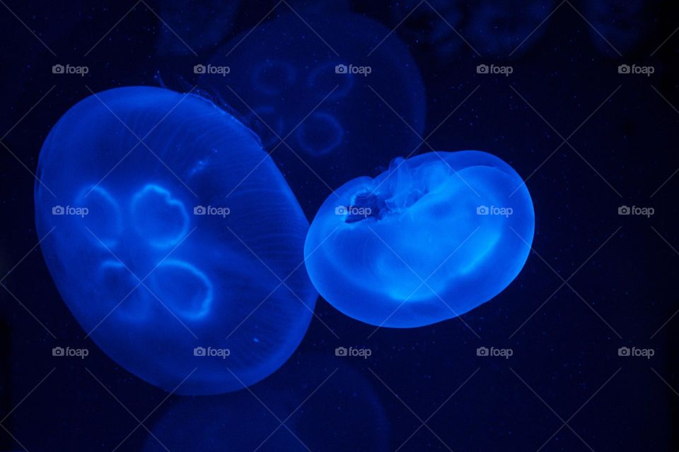 Fluorescent blue jellyfish, one big and one small like a family.