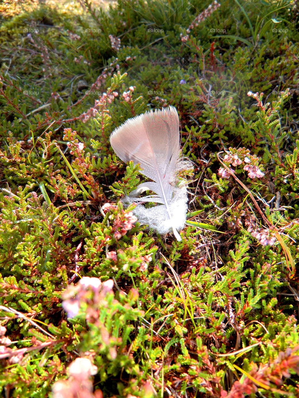 flower plant autumn wing by cabday