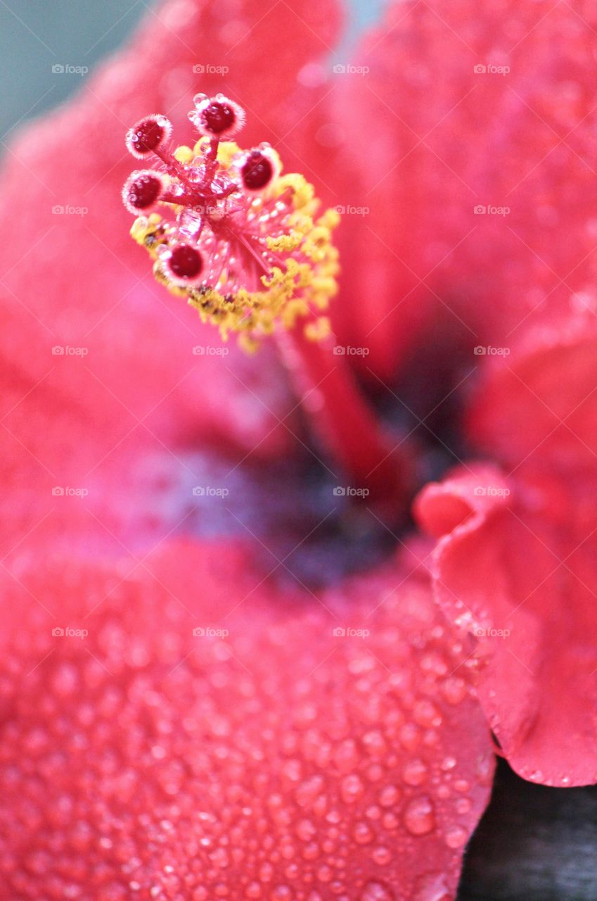 red hibiscus flower after a light rain