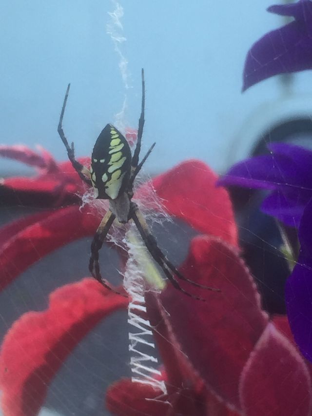 Yellow garden spider