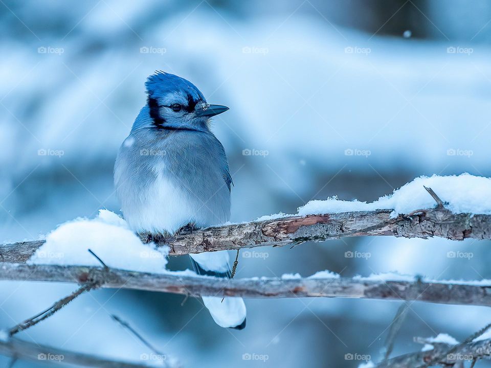 Blue jay perched on a branch with snow on it, during winter