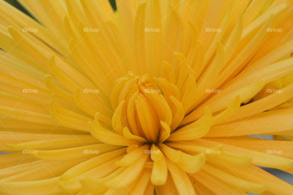 Chrysanthemum 