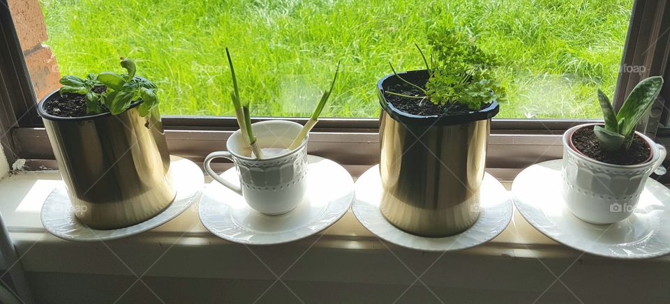 Window herbs