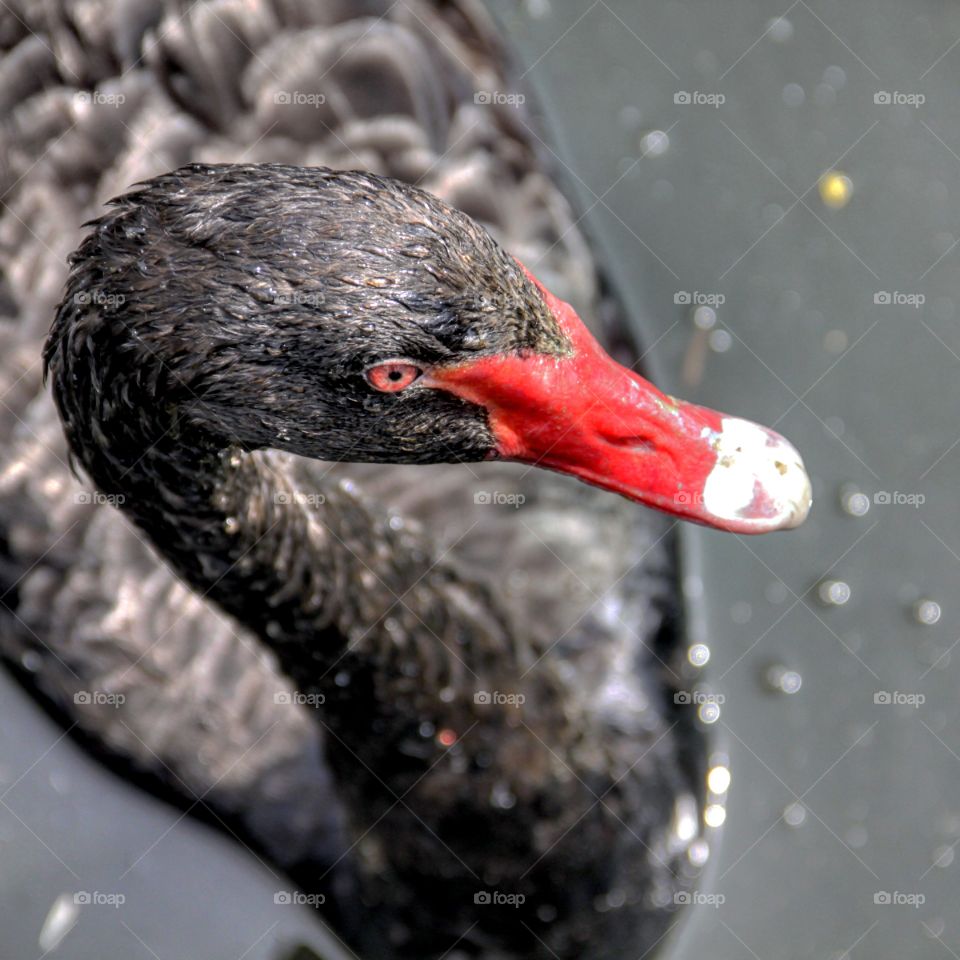 Close-up of black duck