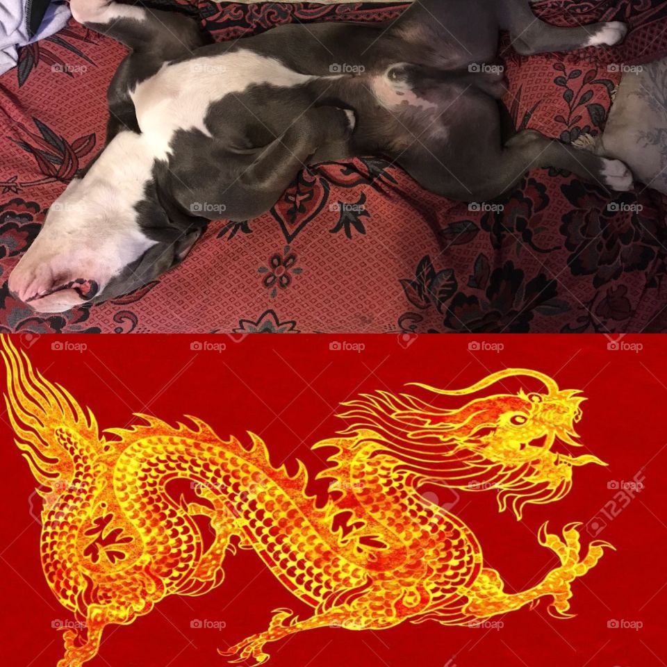 My dog, my dragon 