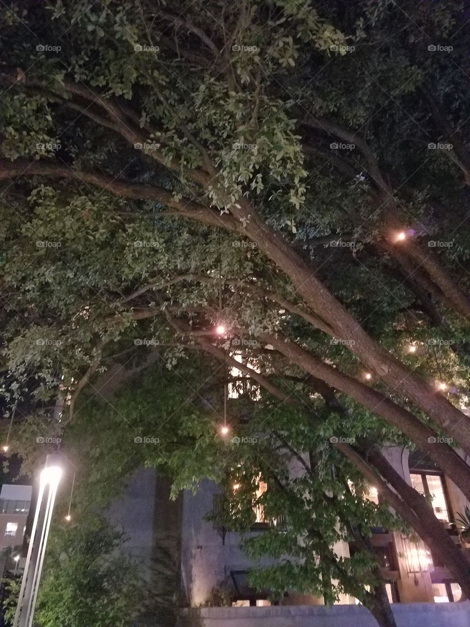 tree lights