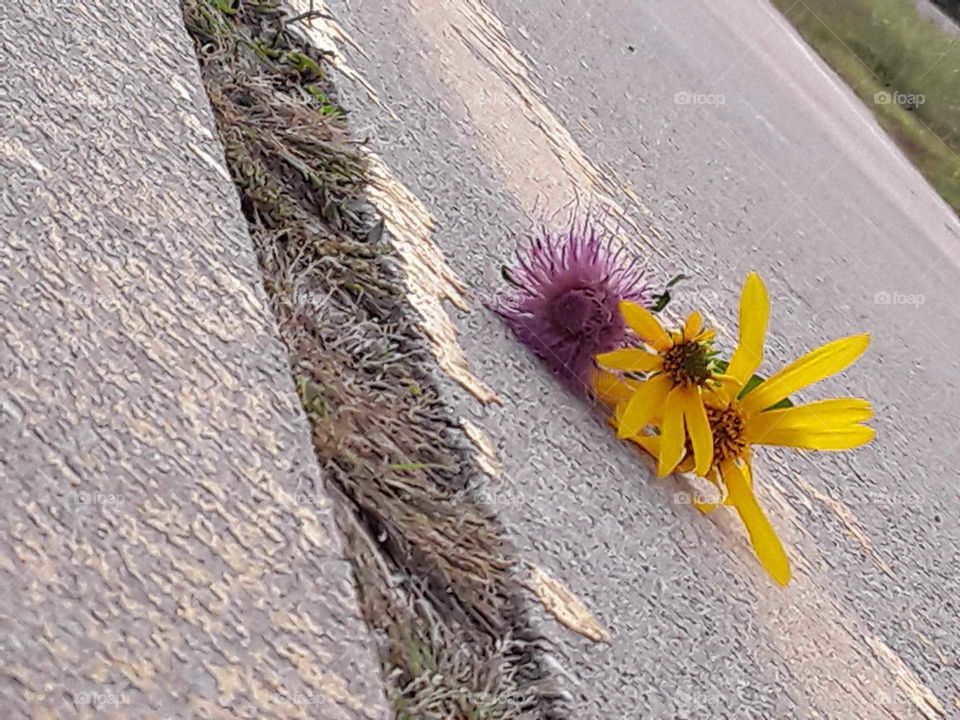 Just an old Oklahoma road