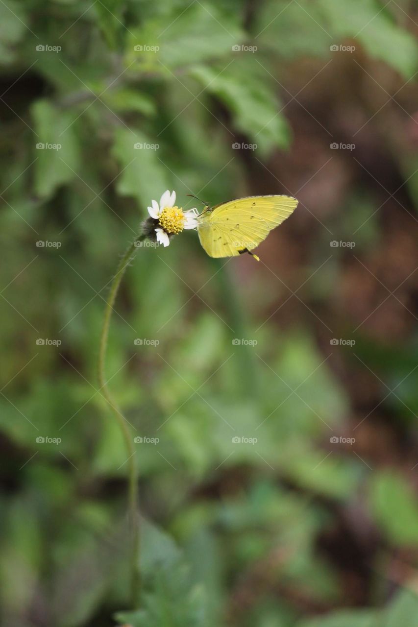 Perhaps  the butterfly  is proof that u can go through  a great  deal of darkness  yet still become  something beautiful 🦋
