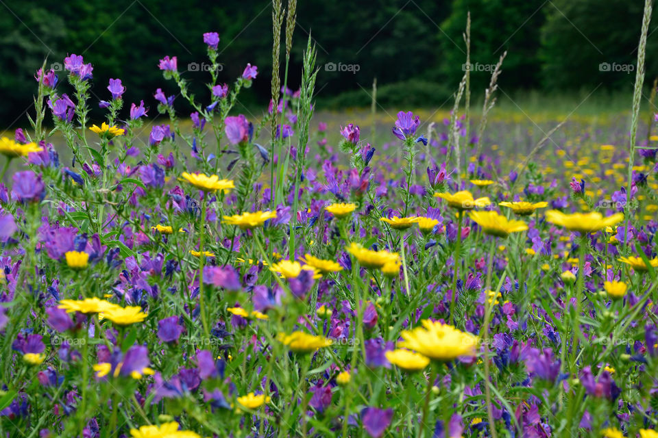 Spring field